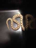 2014 Anaconda male western hognose M3 $200.jpg