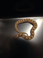 2014 Anaconda male western hognose M6 $200.jpg