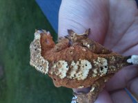 IMG_1824[1].jpg