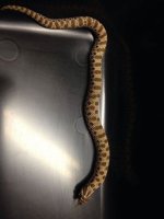 2014 Anaconda female western hognose F1 $250.jpg