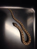 2014 Anaconda female western hognose F4 $250.jpg