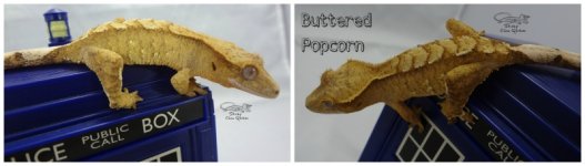 Buttered Popcorn.jpg Buttered Popcorn.jpg