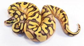 14' Super Pastel Enchi Yellowbelly.jpg
