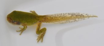 froglet.jpg