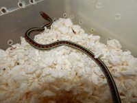 California Red Sided Neon Blue phase CB 14 Male for sale 10 6 14 #1.jpg