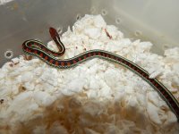 California Red Sided Neon Blue phase CB 14 Male for sale 10 6 14 # 2.jpg