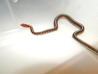 California Red Sided Panichi high white x neon blue Male for sale 10 6 14.jpg
