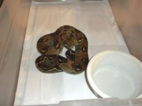 Nic Dwarf Boa 1.jpg