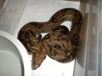 Nic Dwarf Boa 2.jpg