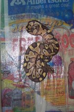 100_2818.jpg