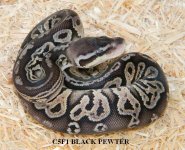 C5F1 BLACK PEWTER.JPG