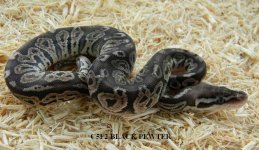 C5F2 BLACK PEWTER.jpg