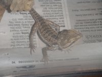 BD AND SS 006.jpg