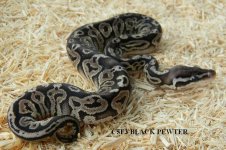 C5F3 BLACK PEWTER.jpg
