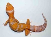 2910 24G F TANGERINE.jpg