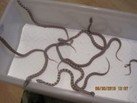 IMG_0392.jpg