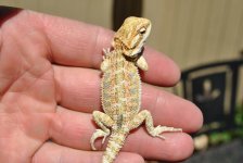 DSC_0411.jpg