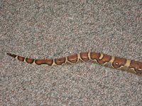snakes 010.jpg