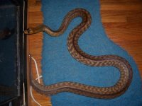 woma female body shot.JPG