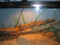 Twigs 006.jpg