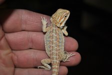 DSC_0412.jpg