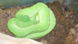 GTP 350.JPG