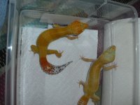 Copy of geckoz 004.jpg