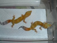 Copy of geckoz 005.jpg