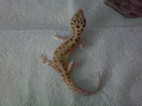 leopard geoko.jpg