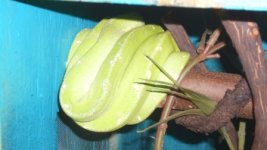 GTP flowers 0.1 350.JPG