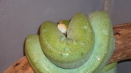 adult female black speck.jpg