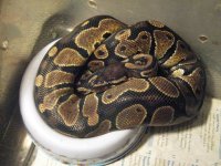 lewistribe50317 015.jpg
