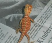 Picture 013.jpg