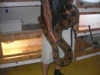 reptiles 240.jpg