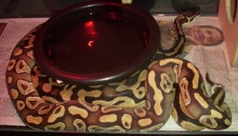 moe x dot breeding 10-07-09 005.jpg