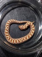 2014 Extreme Red Normal 100% Het Albino Male Western Hognose $75.jpg