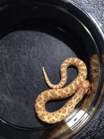 2014 Hypo Male Western Hognose $200.jpg