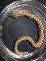 2014 Normal 100% Het Axanthic Male Western Hognose $150.jpg