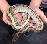 2012 Mojave pinstripe het hypo male aka jigsaw proven $300.jpg
