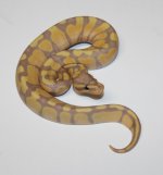 enchi banana.jpg