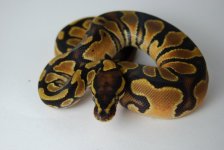 B4 Female Orange Dream sep 14 85g.jpg