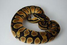 B5 Female Orange Dream sep 14 80g.jpg