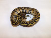 2014 Snakes 015.jpg