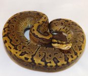 2014 Snakes 018.jpg