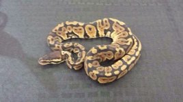 Pastel het hypo male $65.jpg