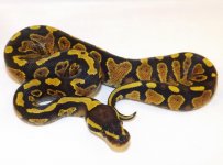 2014 Snakes 084.jpg