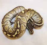 2014 Snakes 022.jpg