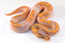 14' Coral Pied Male 1.jpg