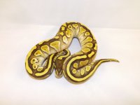 2014 Snakes 042.jpg