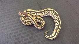 Mojave male #1 $75.jpg